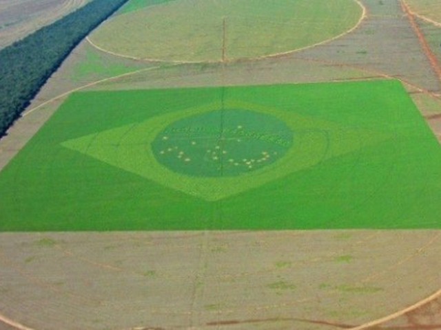 Associado da Aspipp planta Bandeira de 50 hectares